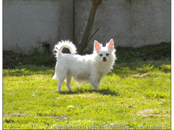 Nora - Photo de Chiens