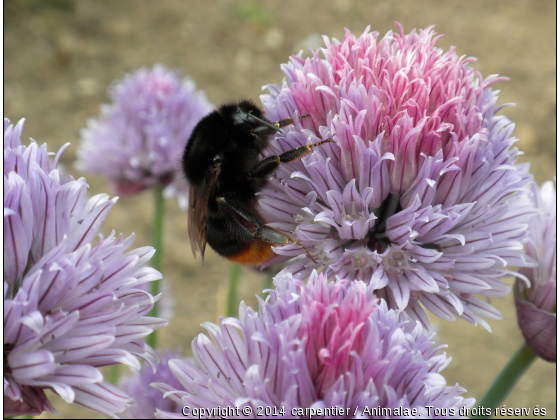 un bourdon sur une jolie plante - Photo de Microcosme