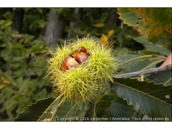 hotes des chataignes - Photo de Microcosme