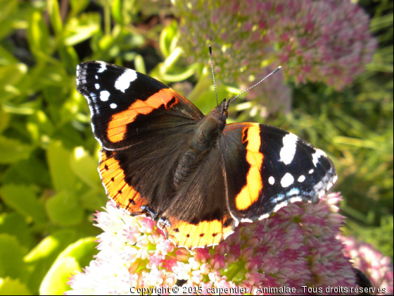 un papillon dans mon jardin - Photo de Microcosme