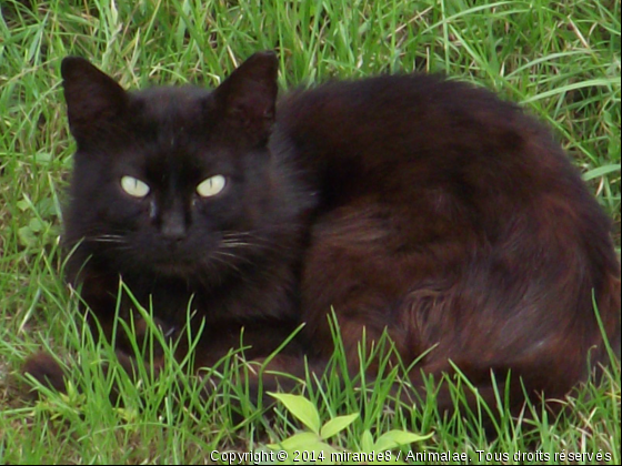 je me repose - Photo de Chats