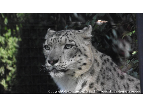 a quand la neige  ?  - Photo de Animaux sauvages