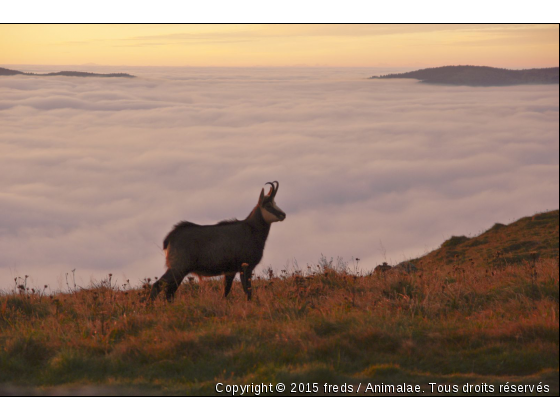 chamois sur les cr^tes vosgiennes - Photo de Animaux sauvages