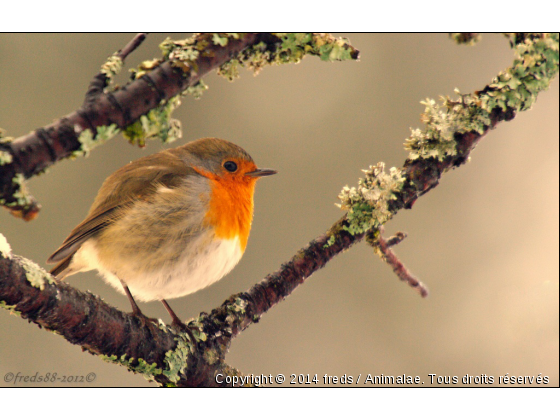 Visite quotidienne du rouge gorge - Photo de Oiseaux