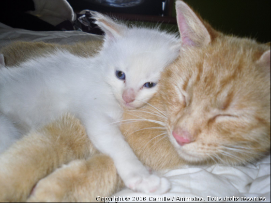 Clochette &amp; Rouquine - Photo de Chats