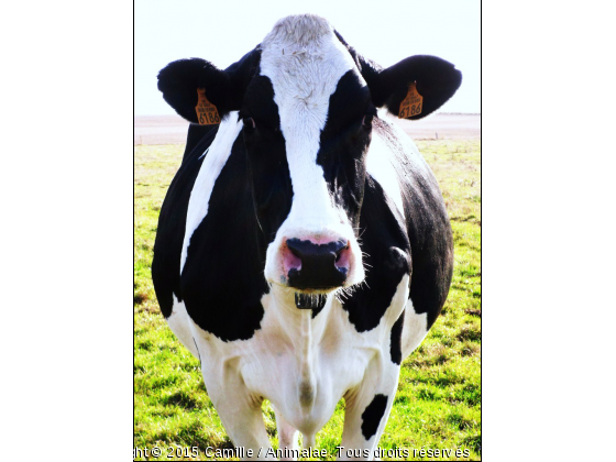 Velour la vache - Photo de Animaux Ferme