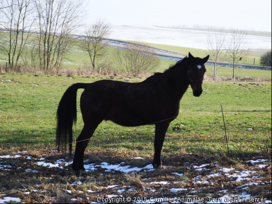 Gamain * - Photo de Chevaux