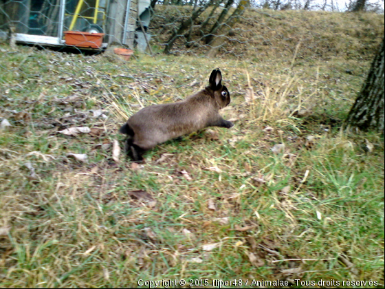 Mon lapin dans le jardin . - Photo de Rongeurs