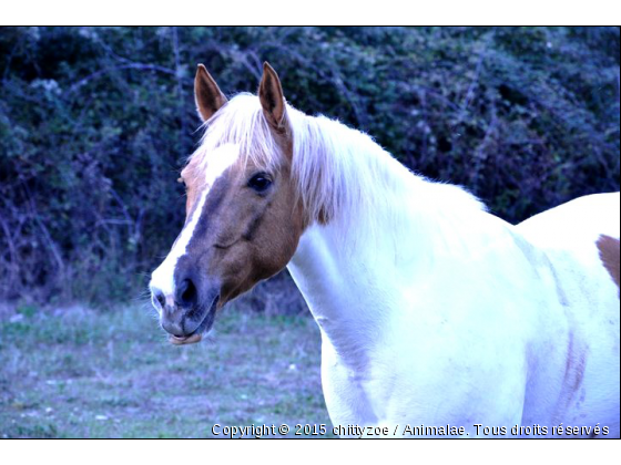 liberte - Photo de Chevaux