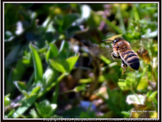 en plein travail - Photo de Microcosme