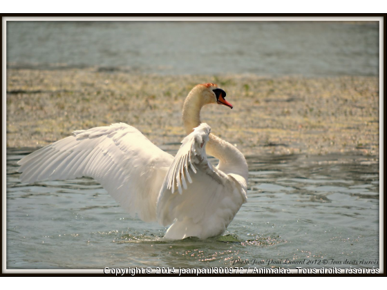 Fait moi Cygne - Photo de Oiseaux