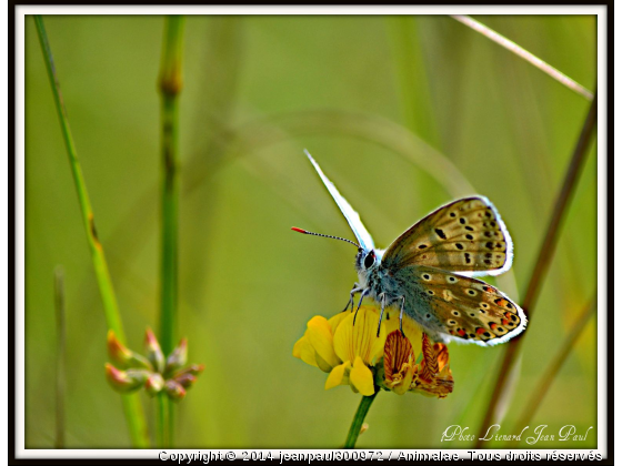 papillon - Photo de Microcosme