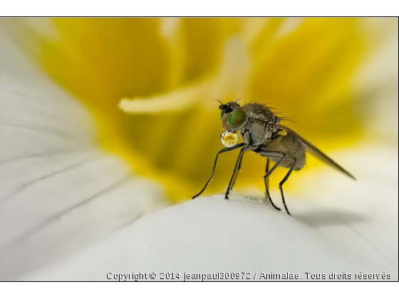 moche a bulle - Photo de Microcosme