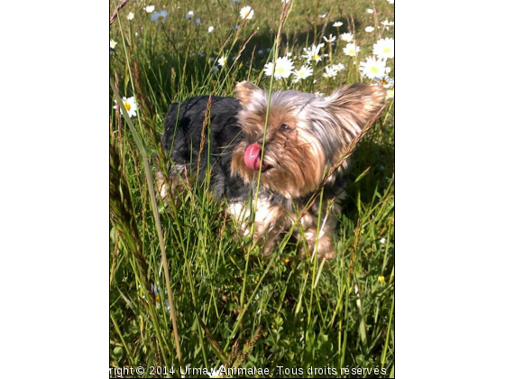 Urma - Photo de Chiens