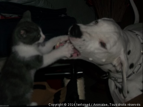 un amour de chien et chat - Photo de Chiens