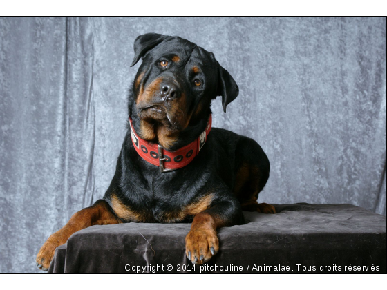 dayron - Photo de Chiens