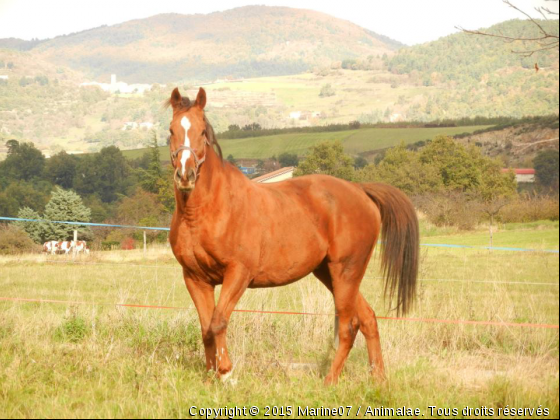 Mab Lampon - Photo de Chevaux