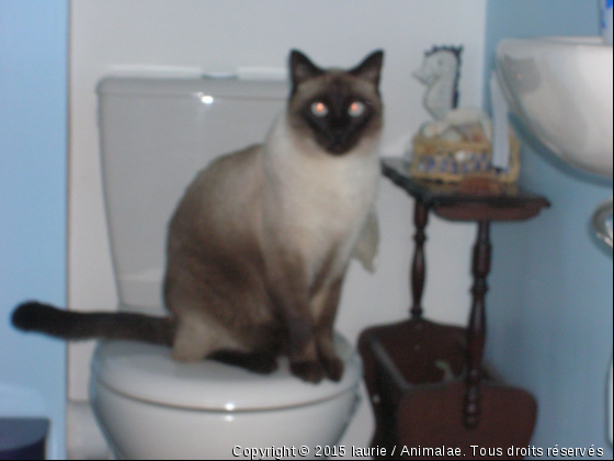 astro au wc - Photo de Chats