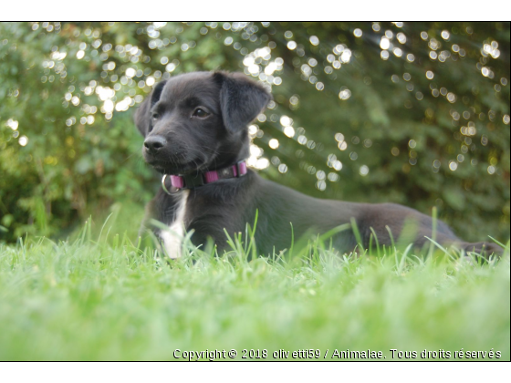 yanai - Photo de Chiens