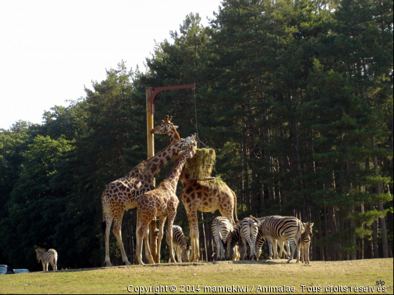 repas des girafes - Photo de Animaux sauvages