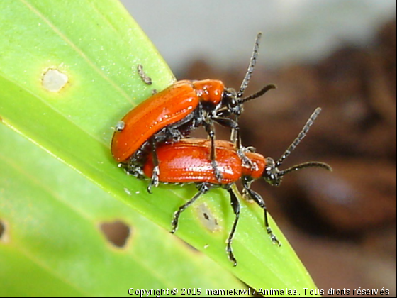 gendarmes en été - Photo de Microcosme