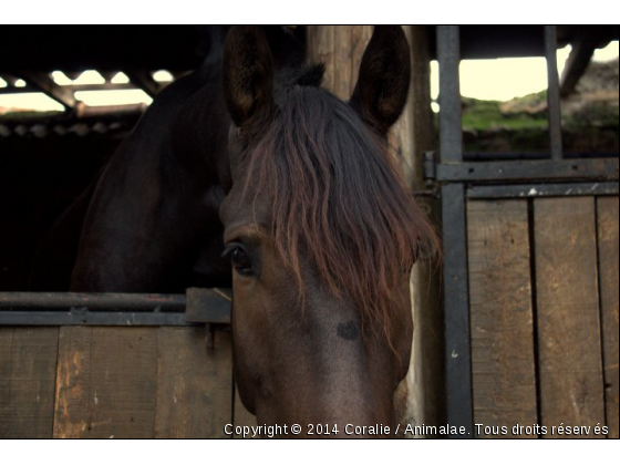 Il suffit d&#039;un regard, et ... - Photo de Chevaux