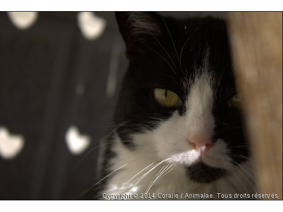 Prédateur mais gros dormeur ! - Photo de Chats