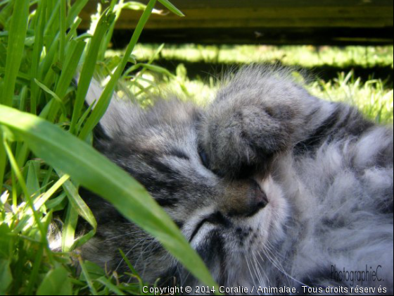 C&#039;est mignon ♥ - Photo de Chats