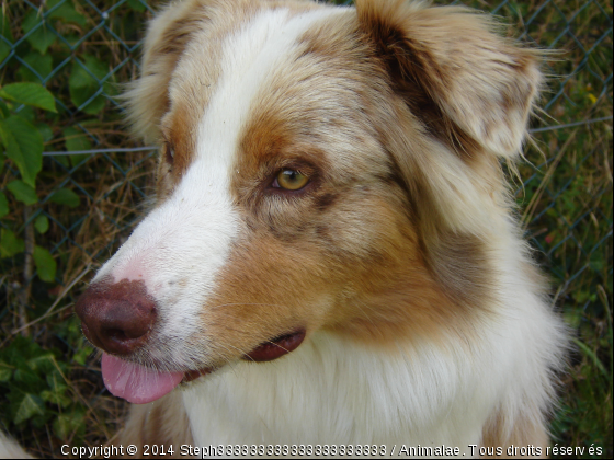 Haribo - Photo de Chiens