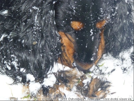 Je suis tout fou avec cette neige  - Photo de Chiens