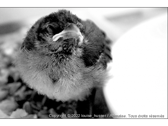 black bird - Photo de Oiseaux