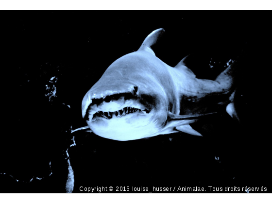 Jaws de Bretagne - Photo de Faune marine