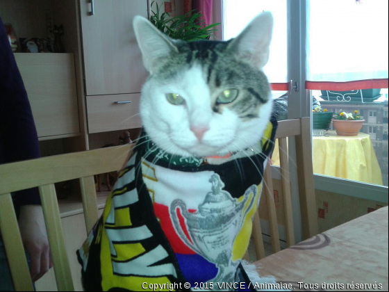 charly supporter N°1 de l usq - Photo de Chats