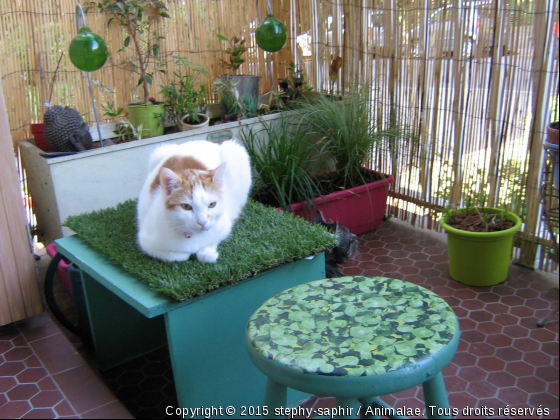 Rubis et Chouchou sur leur nouveau balcon ! - Photo de Chats