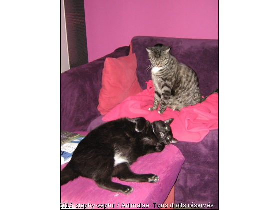 Cohabitation entre cousin / cousine ! - Photo de Chats