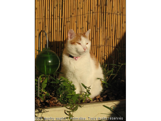 Rubis ma petite rêveuse - Photo de Chats