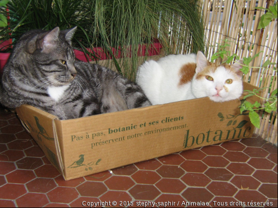 Chouchou et sa petite soeur Rubis - Photo de Chats