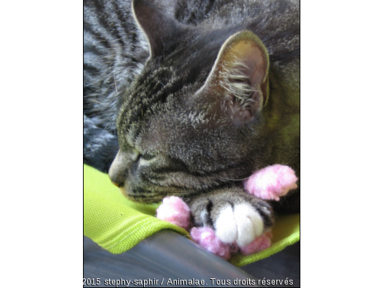 Sieste avec mon doudou - Photo de Chats