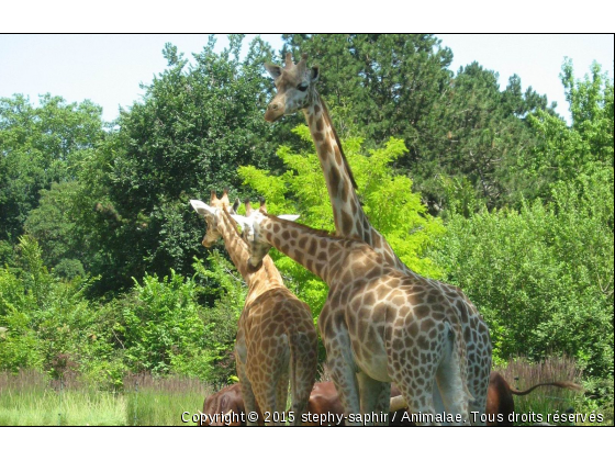 Girafes - Photo de Animaux sauvages