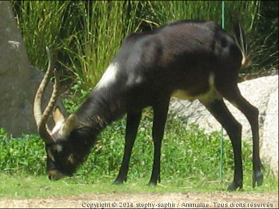 Cobe de Mrs Gray - Photo de Animaux sauvages