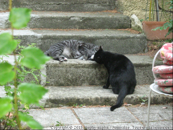 Chouchou et Hématite - Photo de Chats