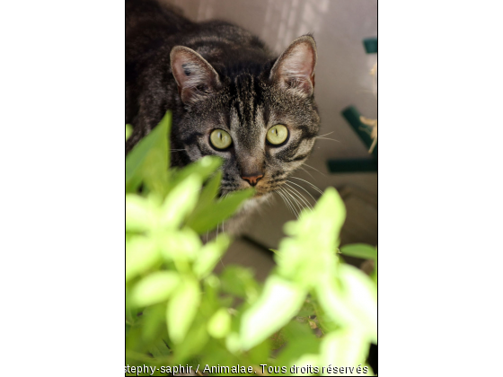 Chouchou et les plantes vertes - Photo de Chats