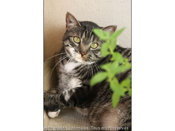 Chouchou et les plantes vertes - Photo de Chats