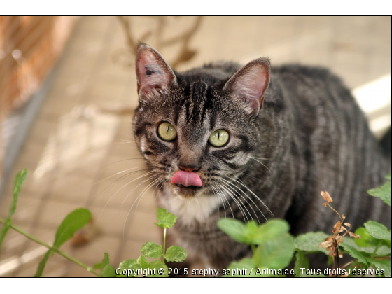 Chouchou et les plantes vertes - Photo de Chats