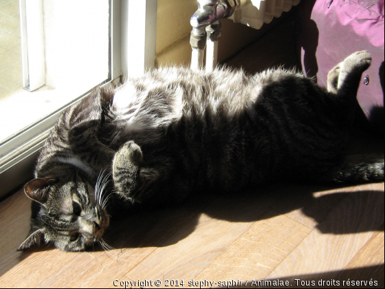 Le yoga cha rend zen ! - Photo de Chats