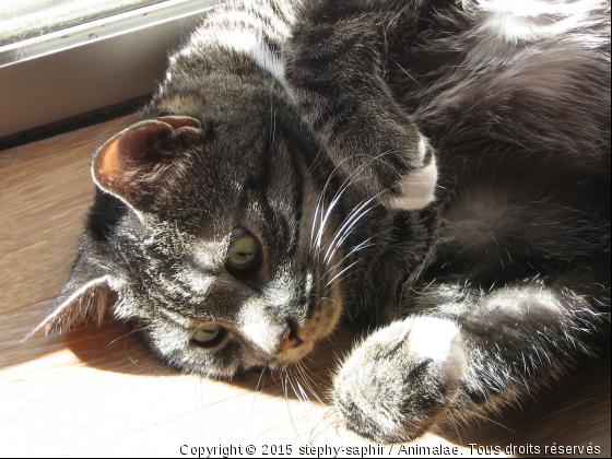 Chouchou et la bronzette - Photo de Chats