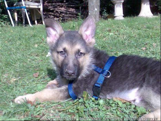 Diego bébé - Photo de Chiens