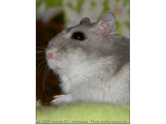 hamster - Photo de Rongeurs