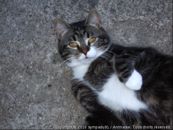 pépito - Photo de Chats