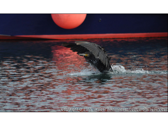 atterrissage d&#039;un cormoran - Photo de Oiseaux
